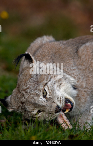 Europaeischer Luchs Felis lynx Germania europea Foto Stock