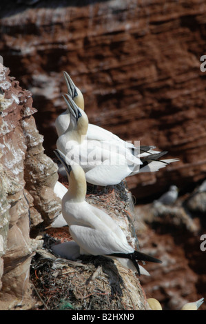Basstoelpel Morus bassanus Sula bassana Northern sule am Brutplatz Helgoland Schleswig Holstein Deutschland Germania Foto Stock