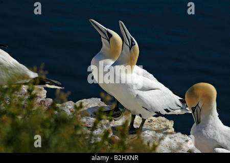 Basstoelpel Morus bassanus Sula bassana Northern sule am Brutplatz Helgoland Schleswig Holstein Deutschland Germania Foto Stock
