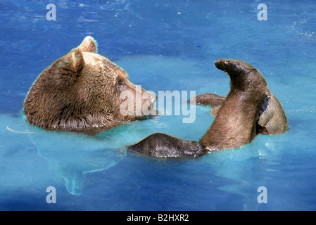 Orso bruno Ursus arctos carnivora di balneazione piscina bagno Foto Stock