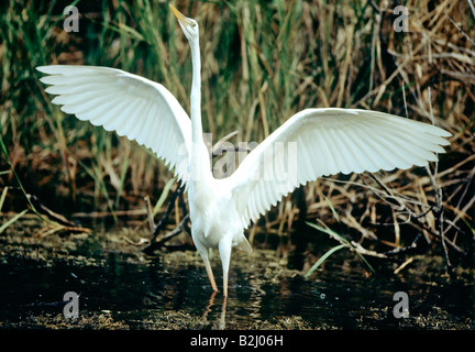 Grande airone bianco Ardea erodiade occidentalis Everglades Florida USA Foto Stock