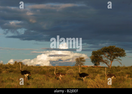 Afrikanischer strauss struzzo sud africa suedafrika Foto Stock