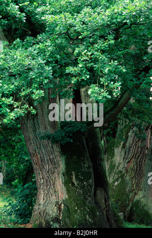 Vecchia Quercia oaktree quercus ruegen Mar Baltico Isola Germania Foto Stock