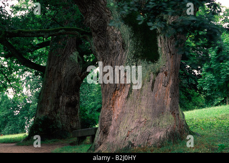 Vecchia Quercia oaktree quercus ruegen Mar Baltico Isola Germania Foto Stock