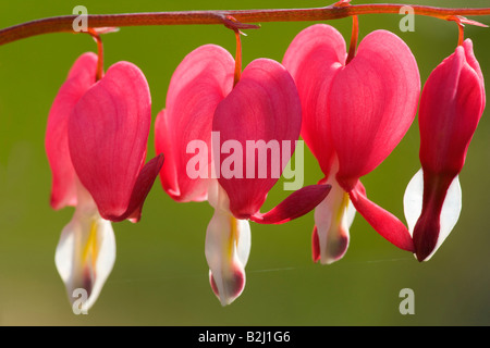 Venuss auto spurgo cuore Dutchmans pantaloni Dicentra spectabilis blumi blooming Foto Stock