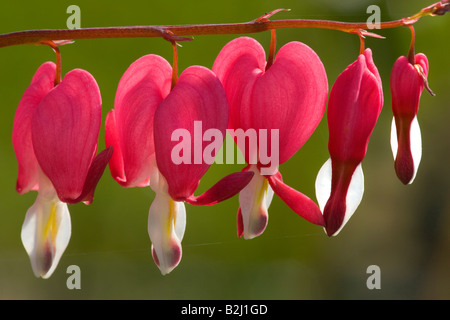 Venuss auto spurgo cuore Dutchmans pantaloni Dicentra spectabilis Foto Stock