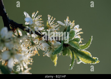 Wild pear sparare germogli stelo vegetale Pyrus pyraster Foto Stock