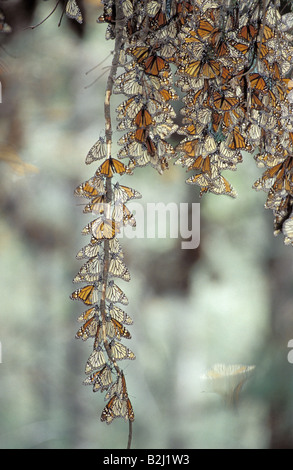 Zoologia / animali, insetti, farfalle, farfalla monarca, (Danaus plexippus), uno sciame appeso al ramo, Messico, distribuzione: Am Foto Stock