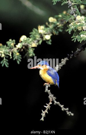 Zoologia / animali, uccelli / bird, martin pescatore Malachite Kingfisher, (Alcedo cristata), seduto sul ramo, il Masai Mara, Kenya, dis Foto Stock