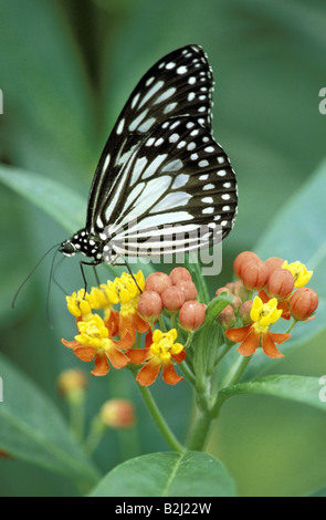Zoologia / animali, insetti, farfalle, Albero Bianco Ninfa (Idea leuconoe), seduti su blossom, distribuzione: Asia, butterfly, tr Foto Stock