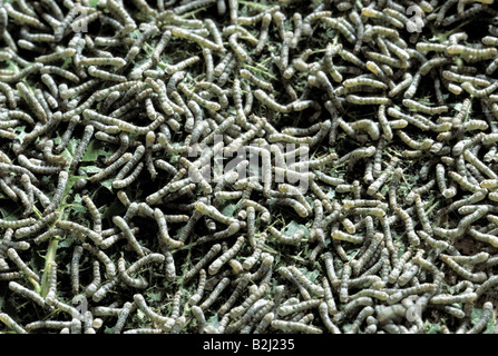 Zoologia / animali, insetti, farfalle, Silkworm, (Bombice mori), Bozzoli, distribuzione: Brasile, Asia, butterfly, seta moth, bomba Foto Stock