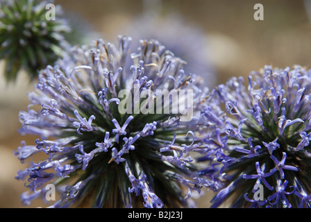 Latifoglie Porro selvatico o aglio selvatico Allium ampeloprasum Foto Stock