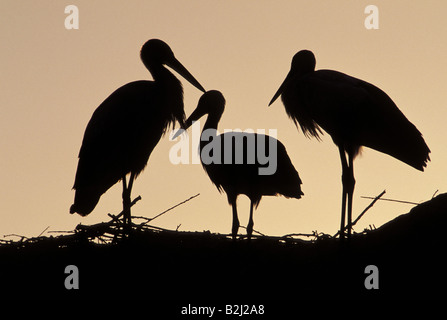 Zoologia / animali, uccelli / bird, cicogne, cicogna bianca (Ciconia ciconia), tre cicogne in luce posteriore, alfaro, Spagna, distribuzione: Europa, Africa, Medio Oriente, Cina, Additional-Rights-Clearance-Info-Not-Available Foto Stock