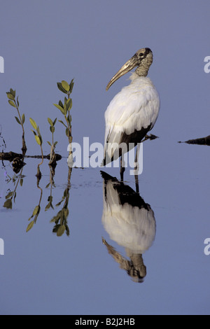 Zoologia / animali, uccelli / bird, cicogne, American Wood Ibis, (Mycteria americana), in piedi in acqua, Sanibel Island, distribuzione: America, Additional-Rights-Clearance-Info-Not-Available Foto Stock