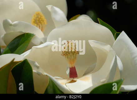 Magnolia grandiflora Foto Stock