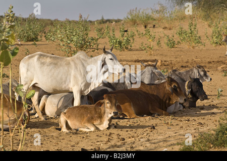 Bestiame BRAHMAN nel deserto di Thar vicino a Jaisalmer Rajasthan in India Foto Stock