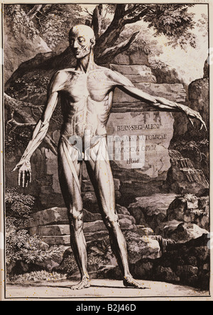 Medicina, anatomia, uomo permanente, incisione su rame di J. Wandelaar, "Tabulae anatomicae musculorum hominis' da Bernhard Siegfried Albinus, Leiden, 1742, artista del diritto d'autore non deve essere cancellata Foto Stock