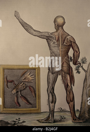 Medicina, anatomia, il retro di un uomo, incisione su rame, "Theatrum Anatomicum" di Johann Jakobus Mangetus, Ginevra, 1717, collezione privata, , artista del diritto d'autore non deve essere cancellata Foto Stock