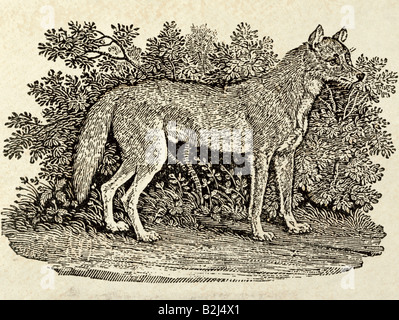 Zoologia / animale, mammifero / mammifero, lupi, Lupo grigio (Canis lupus), grafica, 'il lupo', incisione del legno, da 'una storia generale di Quadrupeds', di Thomas Bewick (1753 - 1828), Newcastle, Inghilterra, 1827, collezione privata, Foto Stock