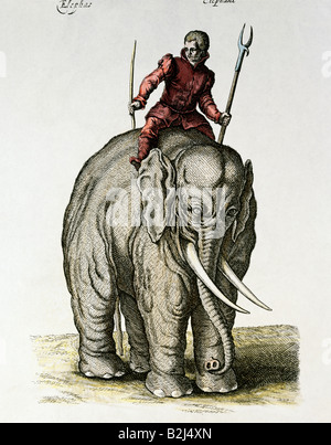 Zoologia / animali, mammifero / di mammifero, Elefanti Elefante asiatico (Elephas maximus), con pilota, incisione su rame, colorata, dal programma Matthaeus Merian (1593 - 1650), da "Naturalis Historiae, artista del diritto d'autore non deve essere cancellata Foto Stock