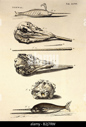 Zoologia, mammiferi / mammalia, balene (Cetecea), Narwhal (Monodon monoceros), balena, scull e dente, incisione su rame, causa Matthaeus Merian il vecchio, "Historia Naturalis de Piscipus et Cetis', Frankfurt am Main, 1650, collezione privata, , artista del diritto d'autore non deve essere cancellata Foto Stock