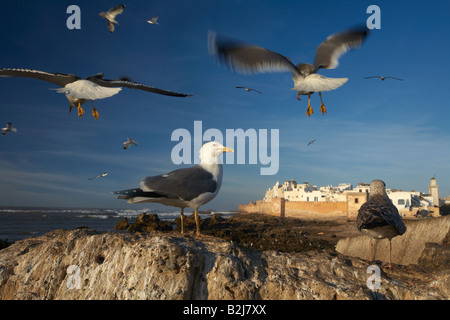 Gabbiani sorvolano Essaouira sulla costa atlantica del Marocco Foto Stock