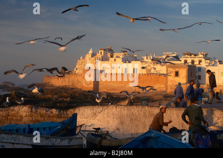 Gabbiani sorvolano Essaouira sulla costa atlantica del Marocco Foto Stock