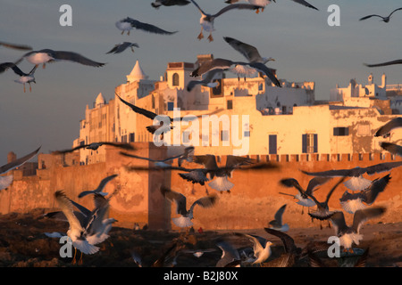 Gabbiani sorvolano Essaouira sulla costa atlantica del Marocco Foto Stock