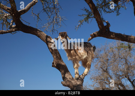 Una capra appollaiato in un albero di argan a nord di Agadir, Marocco Foto Stock