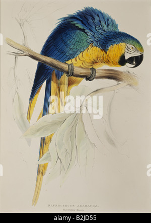 Zoologia, avaro/uccello, Macaw blu e giallo (Ara ararauna), litografia di Edward Lear, "Illustrazioni della famiglia dei Psittacidae", Londra, 1831 - 1833, collezione privata, Foto Stock