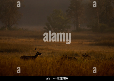 Maschio di messa a terra dura della palude di cervo o Barasinga nel nebbioso praterie del Parco Nazionale di Kanha al tramonto Foto Stock