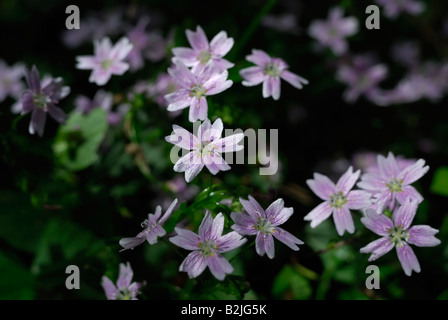 Pink Purslane, noto anche come rosa (Claytonia Montia sibirica) Foto Stock