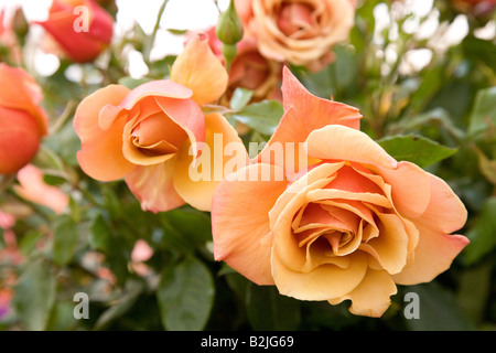 RHS Flower Show a Tatton Park 2008 - rose Foto Stock