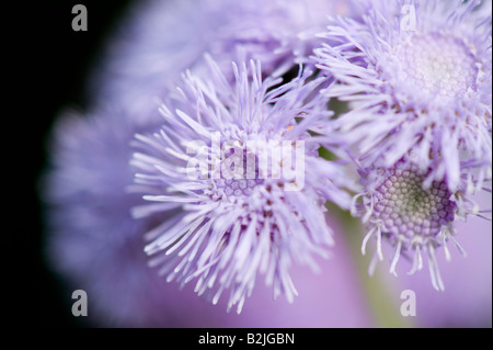 Ageratum houstonianum " Alta Marea blu". Fiore di filo interdentale Foto Stock