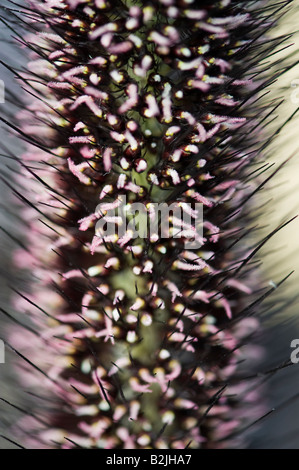 Pennisetum glaucum 'Barone Viola". Miglio ornamentale Foto Stock