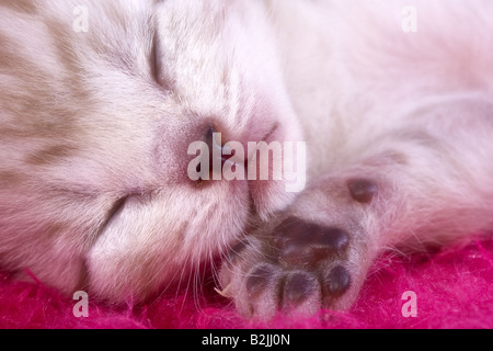 Adorabili gattini dormendo con zampa fino dalla faccia sul rosa caldo sfondo peloso Foto Stock