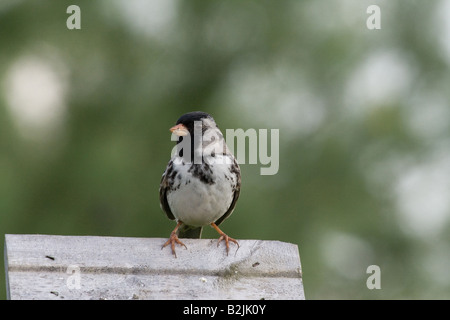 Harris s sparrow Foto Stock