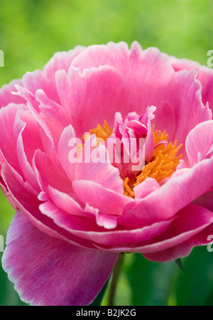 PAEONIA LACTIFLORA AUGUSTE DESSERT PEONIA Foto Stock