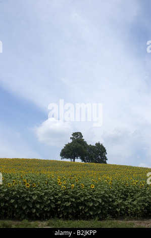 Un albero si siede da solo in un campo di girasoli. Una scena estiva Foto Stock