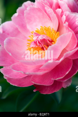 PAEONIA LACTIFLORA AUGUSTE DESSERT PEONIA Foto Stock