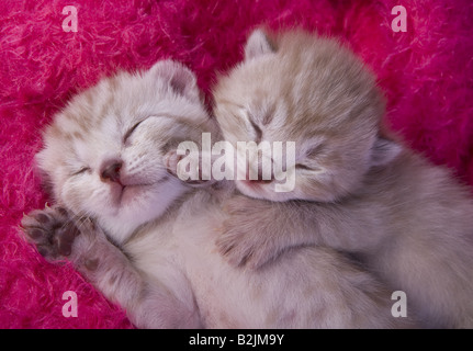 Due adorabili gattini dormendo su hot pink background peloso Foto Stock