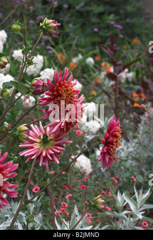 Colorati misti giardino estivo confine Foto Stock