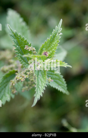 In prossimità della parte superiore di un ortica, comune, Ortica Urtica dioica Foto Stock