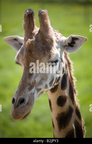 Una giraffa dal maggiore lo Zoo di Vancouver Foto Stock