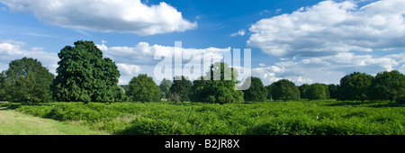 Richmond Park Richmond Greater London Inghilterra England Regno Unito Foto Stock