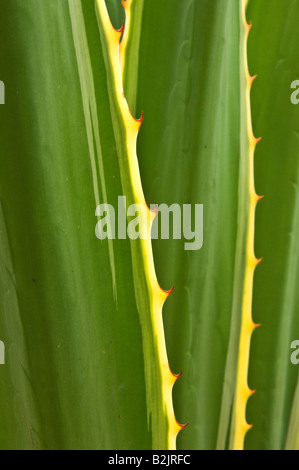 Pianta di agave nella regione somala, Etiopia, Africa. Foto Stock