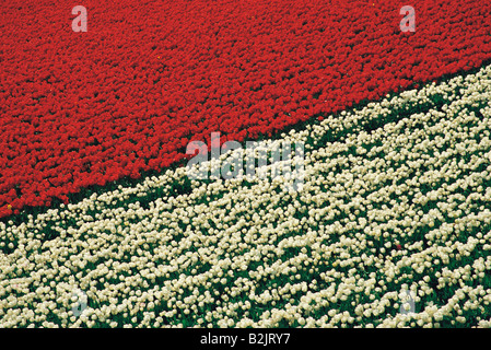 Vista aerea del campo di tulipani rossi e bianchi. Foto Stock