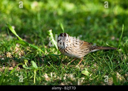 Una Lincoln's Sparrow (Melospiza lincolnii) la caccia di cibo nell'erba. Oklahoma City, Oklahoma, Stati Uniti d'America. Foto Stock