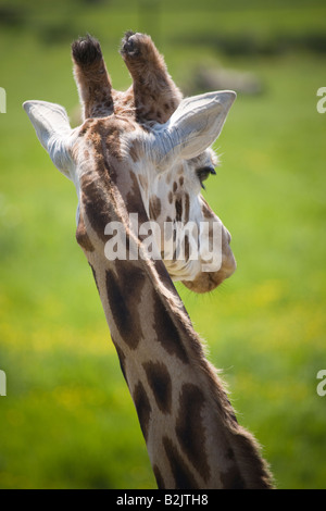 Una giraffa dal maggiore lo Zoo di Vancouver Foto Stock