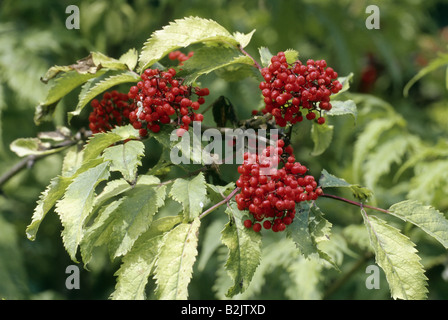 La botanica, bacche di sambuco (Sambucus), Rosso Europeo di sambuco (Sambucus racemosa), frutta, al ramo, Additional-Rights-Clearance-Info-Not-Available Foto Stock